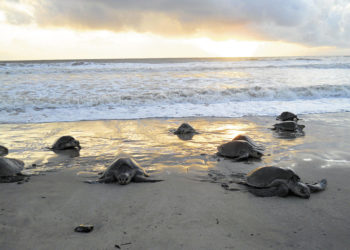 Extreme E reveals project to take care of marine species